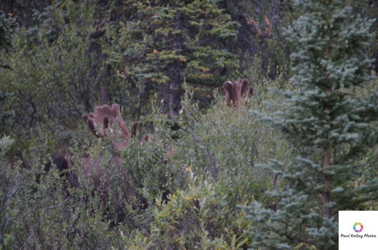 Moose aren't very good at "hide and seek."