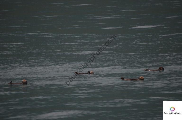 Sea lions floating after a hard day of being sea lions