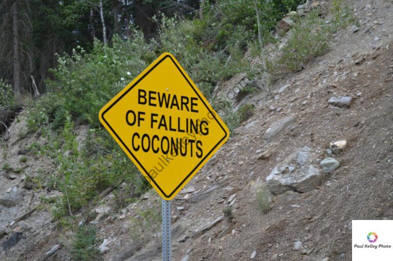 Falling coconuts in... Alaska?