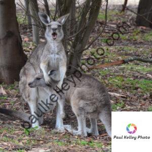 aus05