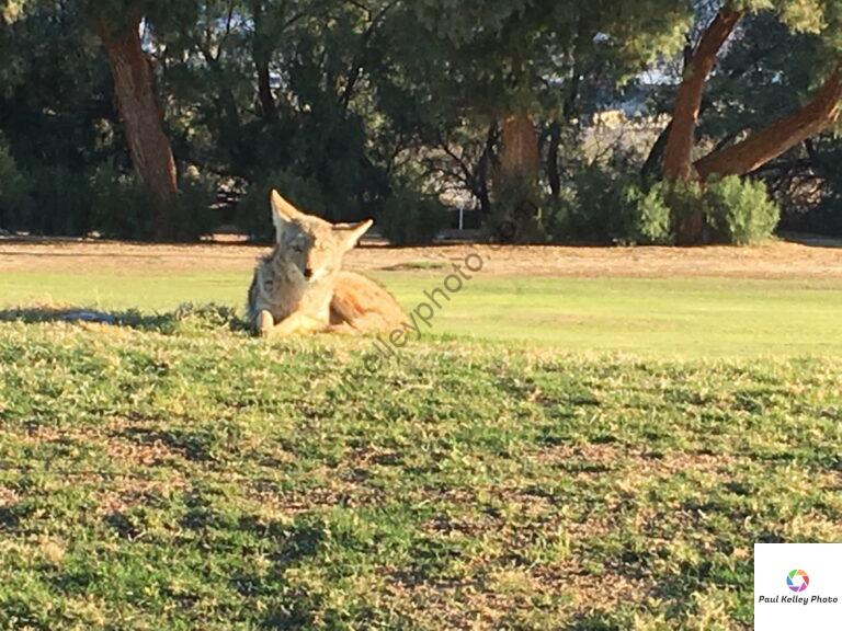 Just a coyote hanging out at the golf course