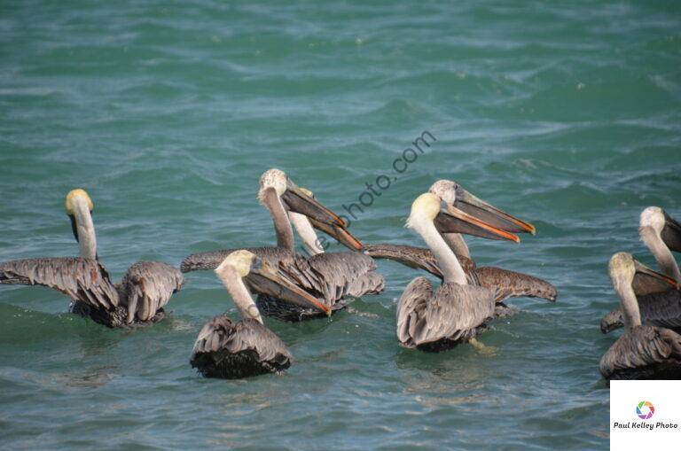 Pelicans doing yoga