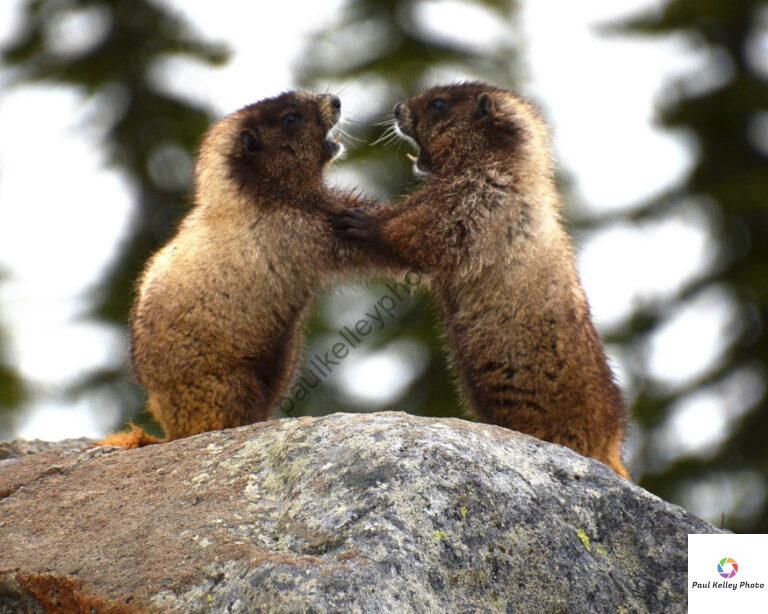 Marmot love